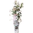 Trachelospermum Star of Ibiza – roze Toscaanse jasmijn in pot Ø15cm
