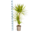 Dracaena Marginata Sunray kamerplant 100-110 cm hoge plant