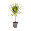 Dracaena Marginata Sunray Drakenboom Ø17cm tropische kamerplant