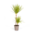 Dracaena Marginata Sunray Drakenboom Ø19cm medium formaat plant