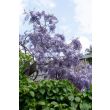 Krachtige klimplant met frisgroen blad en bloemen