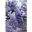 Detailopname van geurende bloeiwijze van Wisteria Prolific