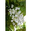 Klimplant Wisteria alba langs pergola – bloei in mei
