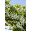 Wisteria 'Longissima Alba' met lange witte bloemtrossen in bloei