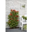 Bloeiende klimplant in zomer