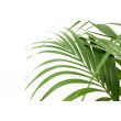 bladeren kentia palm
