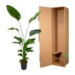strelitzia nicolai witte paradijsvogelplant 170cm in verpakking