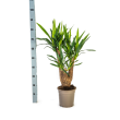 Palmlelie Yucca Vertakt 70 cm pot 21