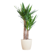 Duurzame Yucca kamerplant in witte biopot Viber