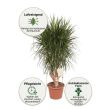 Dracaena XXL vorteile