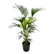 kentia palm binnen howea forsteriana 160cm