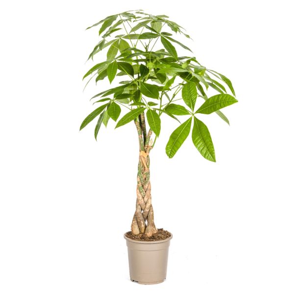 pachira-aquatica-kamerplant-meerdere-hoogtes