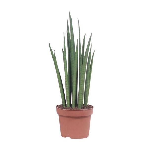 Schwiegermutterzunge, Zylindrisches/Speerförmiges Grünblatt, Sansevieria Mikado - Ø19cm - ↕70cm