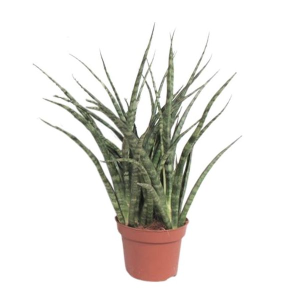 Schwiegermutterzunge, Sansevieria Fernwood Punk Ø12cm - ↕35cm