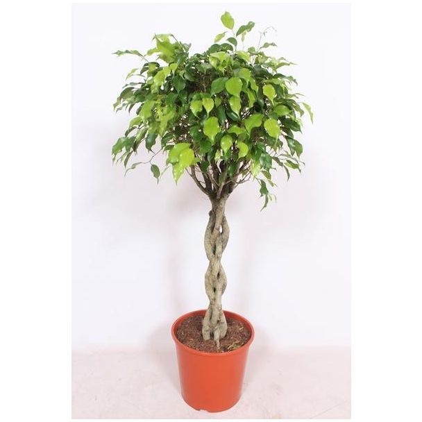 Ficus Exotica - Höhe 120 cm - Zimmerpflanze Ficus / Feige Ø30cm