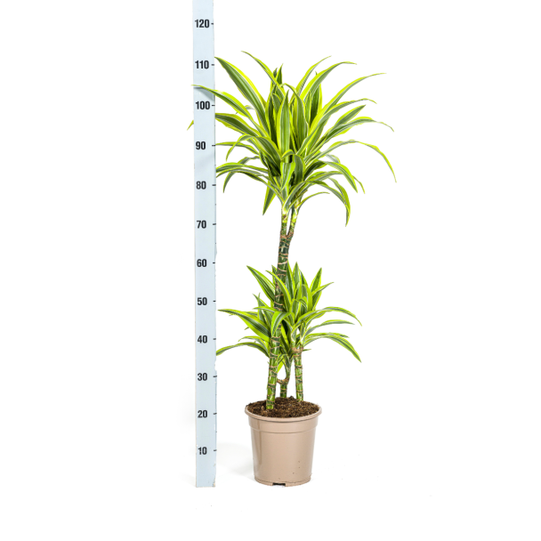 dracaena-lemon-lime-90-110cm