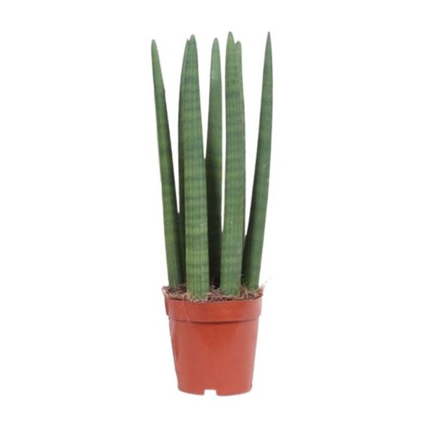 Schwiegermutterzunge, Sansevieria Mikado - Ø12cm - ↕40cm
