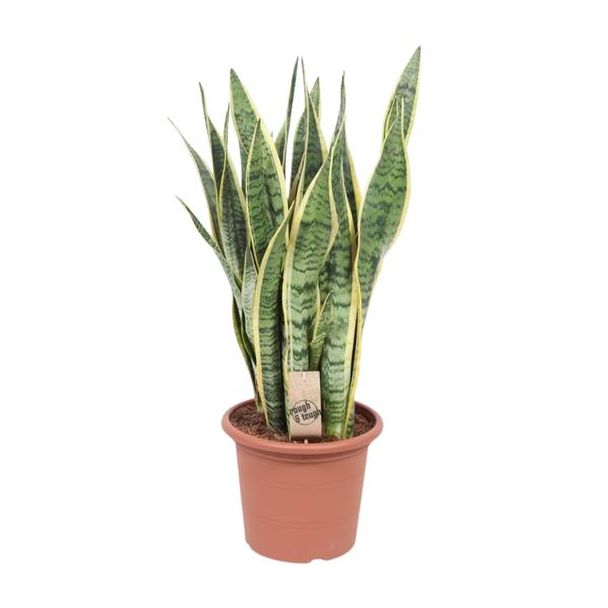 Schwiegermutterzunge, Goldrandpflanze, Schwertförmiges Dunkelgrünes Blatt mit Gelbem Rand, Sansevieria Laurentii - Ø25cm - ↕85cm