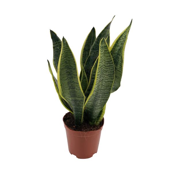 Schwiegermutterzunge, Zierliche Sansevieria - Ø12cm - ↕40cm