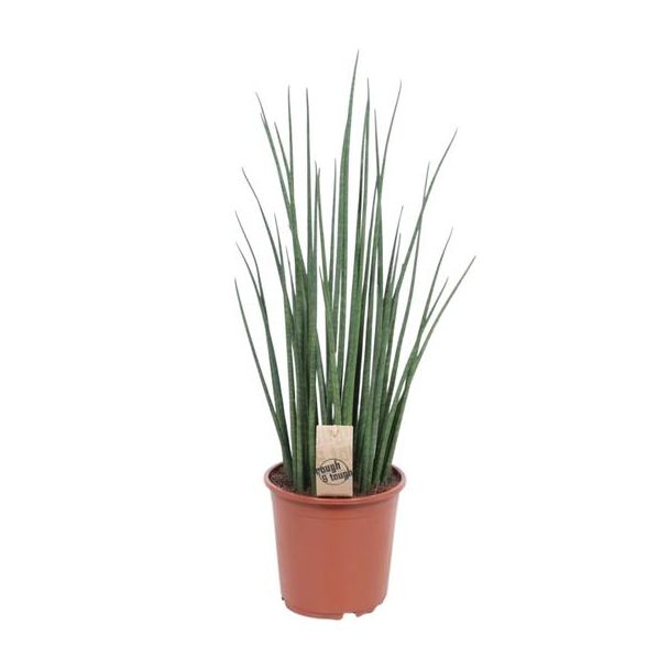 Schwiegermutterzunge, Sansevieria Mikado - Ø19cm - ↕70cm