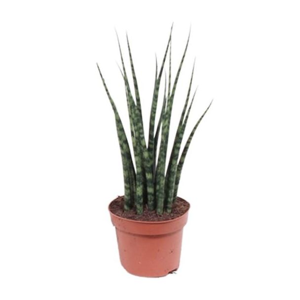 Die Mikado Pflanze, Der Sansevieria Varenhout Mikado, Ø12cm - ↕40cm