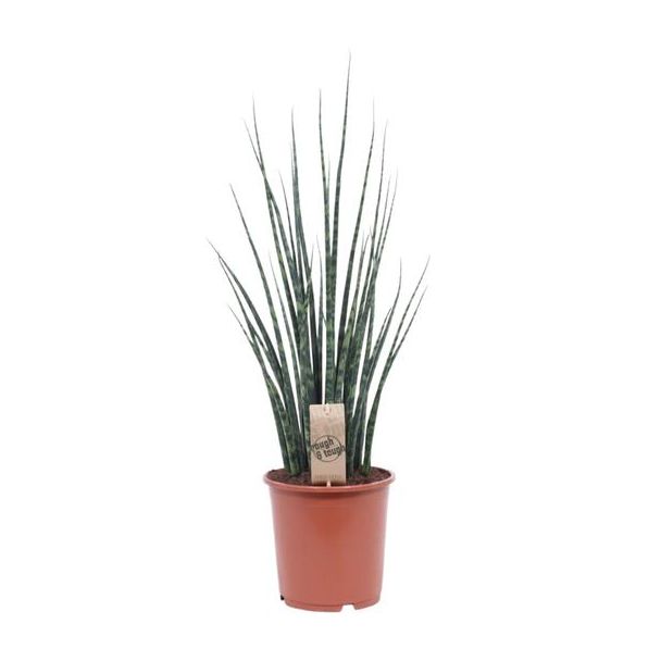 Schwiegermutterzunge, Sansevieria Mikado - Ø19cm - ↕80cm