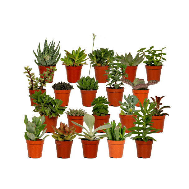 Sukkulenten, Sukkulentenmischung 20 Stück Ø5 5cm - ↕7cm