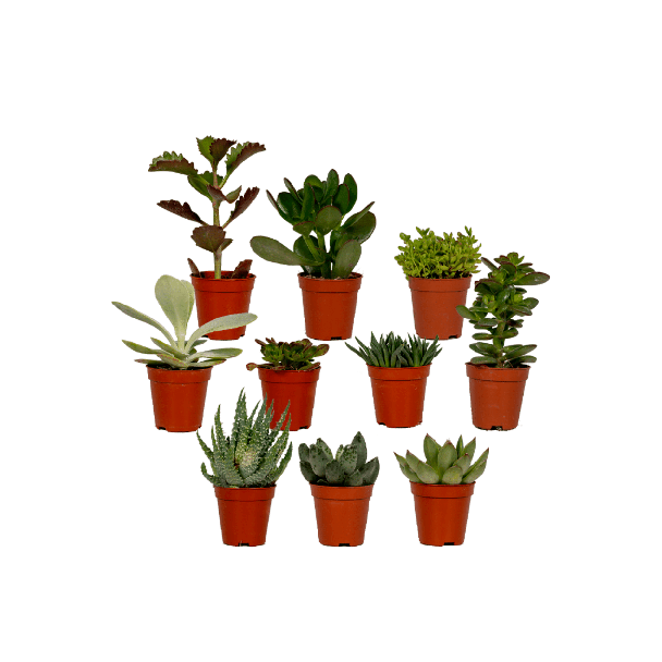 Sukkulentenmix 10 Stück Ø5,5 cm - ↕7 cm