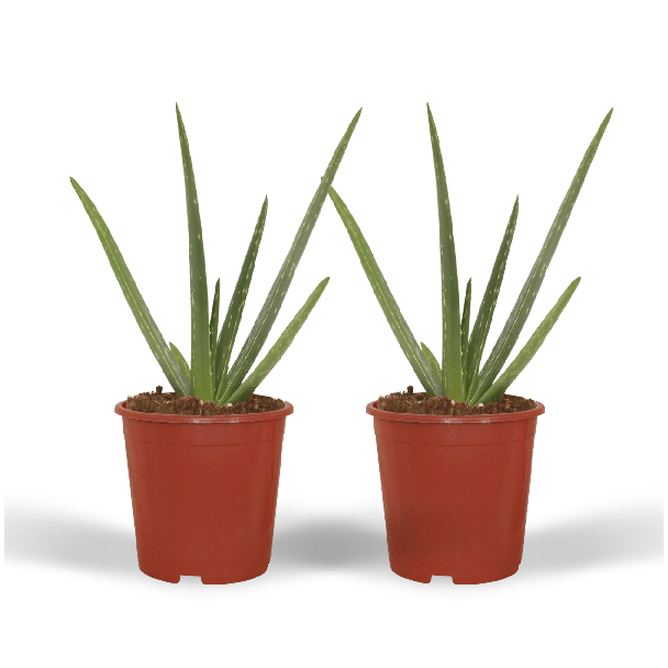2 Stück Aloe Vera, mit Topf, Ø12cm - ↕40cm, Grüne Pflanze, Medizinische Eigenschaften