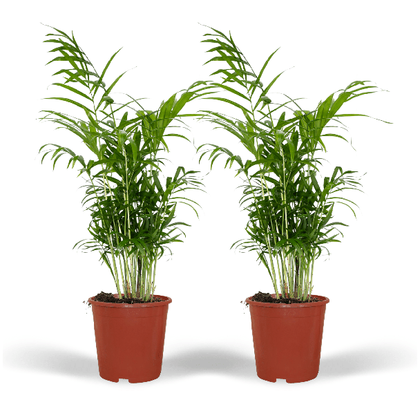 2x Mexikanische Zwergpalme, Zimmerpflanze, Bergpalme, Chamaedorea elegans -Ø17cm - ↕55cm