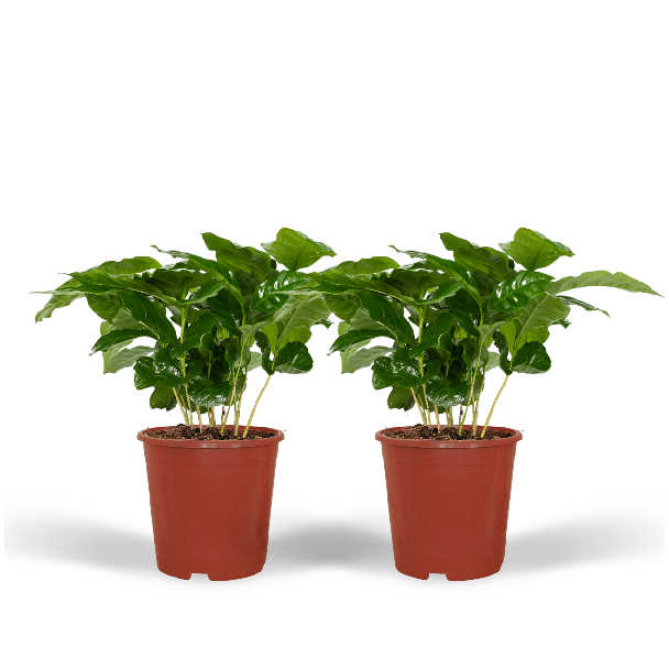 2x Arabica-Kaffeepflanzen - Zimmerpflanze x2 - ↕25cm - Ø12cm