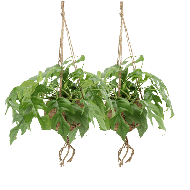 2 Stück Hängepflanzen in Kokodama, Fensterblatt, Grüne Zimmerpflanze, Tropisch, Monstera Deliciosa - Ø15cm - ↕25cm