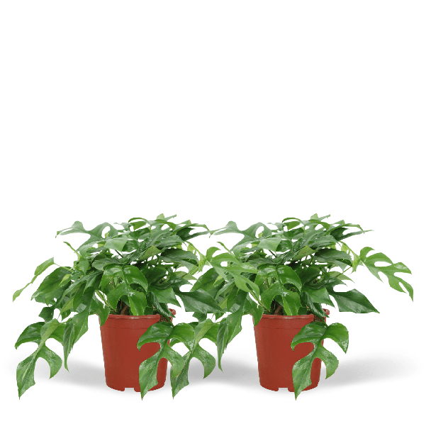 2 Stück Fensterblatt, Grüne Zimmerpflanze, Tropisch, Monstera Deliciosa - Ø21cm - ↕70cm