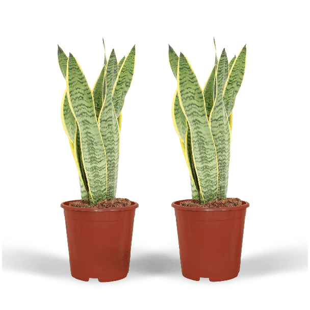 Set von 2 Stück, Schwiegermutterzunge, Goldrandpflanze, Schwertförmiges Dunkelgrünes Blatt mit Gelbem Rand Sansevieria Laurentii - 40cm - ø14