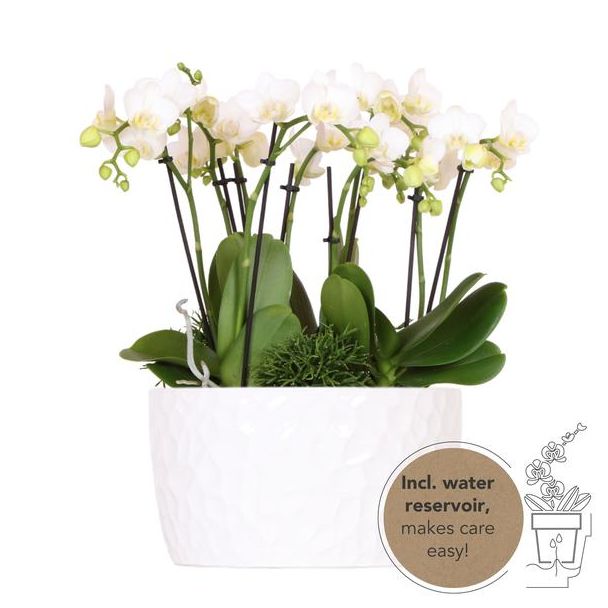 Dschungelstrauß Weiß, Pflanzenset in Honigschale mit 3 weißen Orchideen Amabilis und 3 grünen Pflanzen, mit selbstversorgendem Wasserreservoir, Orchideentopfgröße 9 cm
