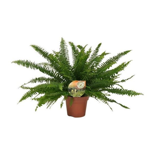 Krulvaren – Nephrolepis Green Lady – Luchtzuiverend – Halfschaduw – ca. 40cm hoog