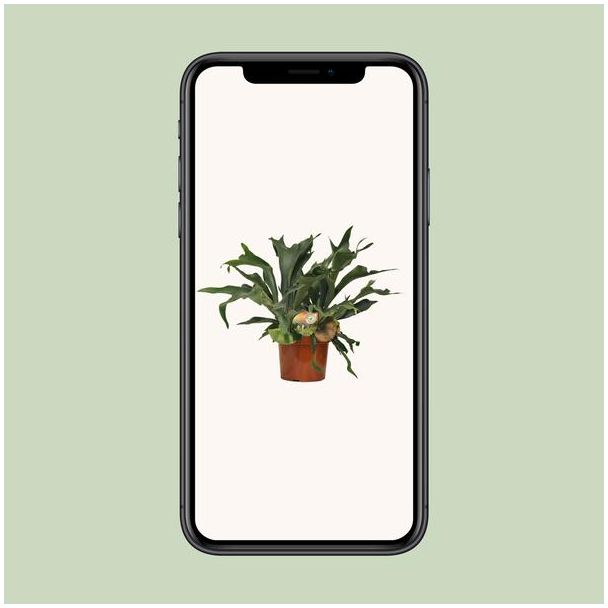 Hertshoornvaren | Platycerium Bifurcatum - Unieke Kamerplant ca. 80 cm hoog Ø26cm