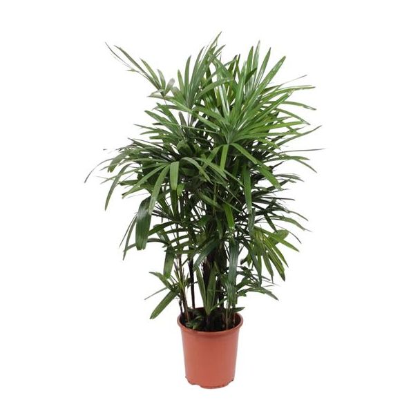 Frauenhandfläche Rhapis excelsa 120 cm hoch - Ø27 cm