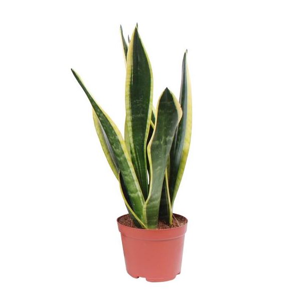 Schwiegermutterzunge, Sansevieria Black Superba Ø14cm - ↕45cm