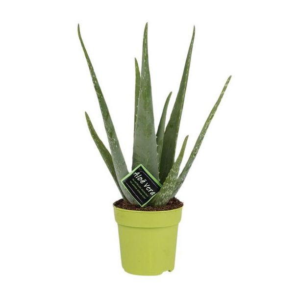 Aloe Vera, Ø12cm - ↕45cm, Grüne Pflanze, Medizinische Eigenschaften