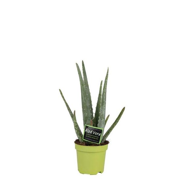 Aloe Vera, Ø10.5m - ↕35cm, Grüne Pflanze, Medizinische Eigenschaften