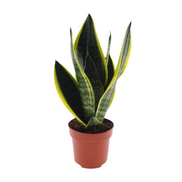 Schwiegermutterzunge, Frauenzunge, Sansevieria Futura Superbra, Tropisch, Ø12cm - ↕30cm