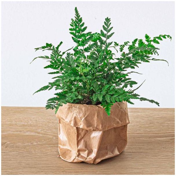 2 Stück Doppelgefiederter Adlerfarn - Athyrium spicatum - Terrarienpflanze - Topfgröße 6