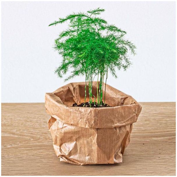 2 Stück Zierasperge - elegante Terrarienpflanze - Asparagus setaceus Plumosus - Ø6