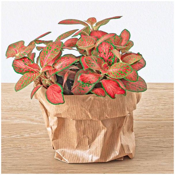 2 Stück Fittonia - rot, rosa, orange und limegrünes Blatt - Mosaikpflanze - Ø 8 (Terrarienpflanze)