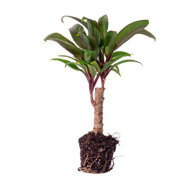 3 Stück Mini-Palme Cordyline fruticosa 'Purple Compacta' Ø6 - kompakte Pflanze (Terrarienpflanze)