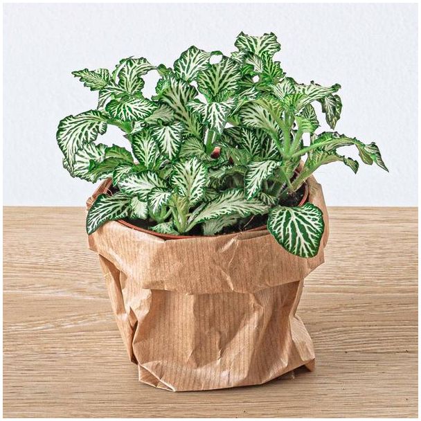 3 Stück Terrariumpflanze Fittonia Weiß - Weißer Tiger - Mosaikpflanze - weiße Adern - Ø8