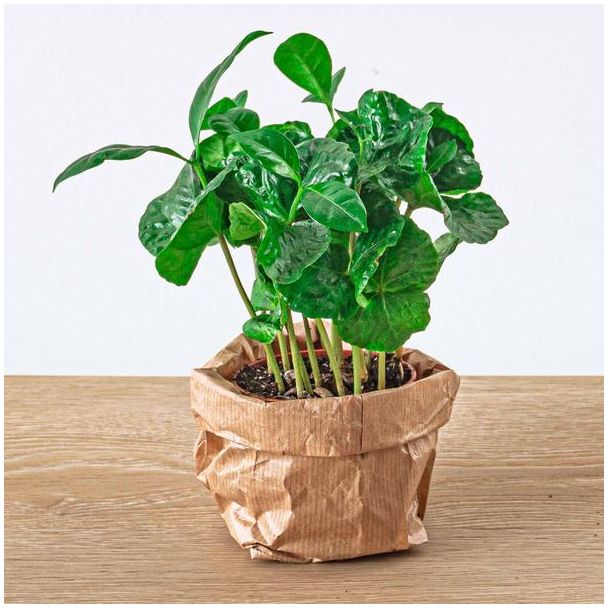 3 Stück Terrariumpflanze Coffea Arabica - Kaffeepflanze - Kaffeekirschen - Ø6