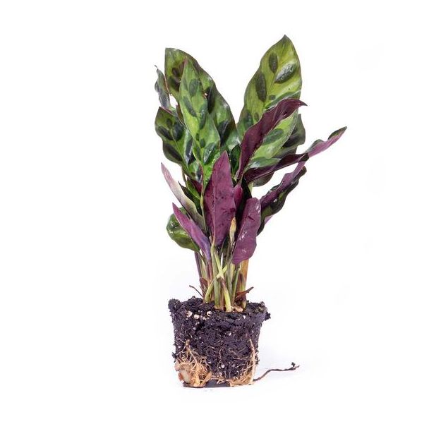 3 Stück kleine Pfeilblattpflanzen - Calathea Lancifolia - Terrarium - Zimmerpflanze - Topfgröße 6, Höhe etwa 12 cm mit Topf