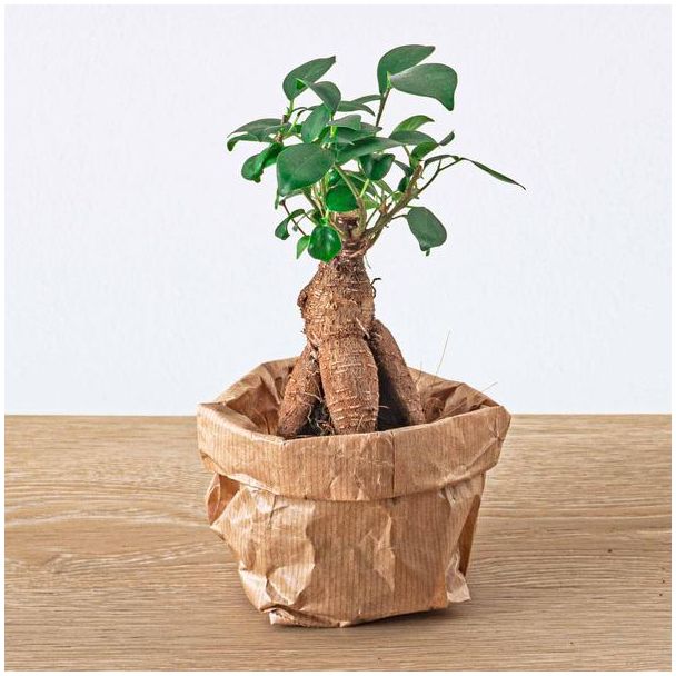 Set von 4 kleinen Ficus Ginseng Bonsai - Microcarpa - Topfgröße Ø 6 cm